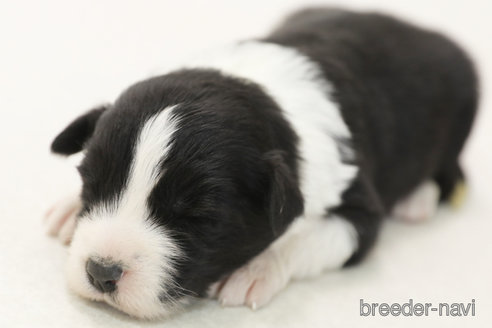 成約済の神奈川県のボーダーコリー-376501